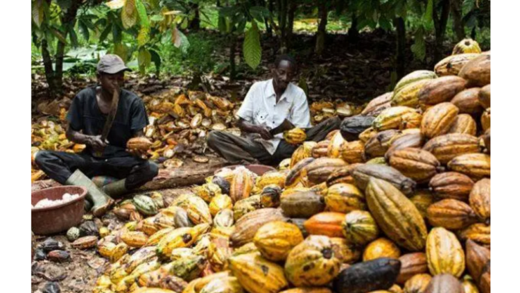 Norfund Invests M In Local Nigerian Cocoa Processing Business