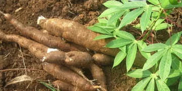 Wheat Flour Substitution Fails On Low Cassava Demand-Supply Gap