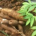 Wheat Flour Substitution Fails On Low Cassava Demand-Supply Gap 5 Wheat Flour Substitution Fails On Low Cassava Demand-Supply Gap