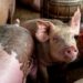 Fear Grips Plateau Pig Farmers Over Spread Of African Swine Fever 5 swine