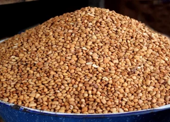 Profiting From Beans Farming