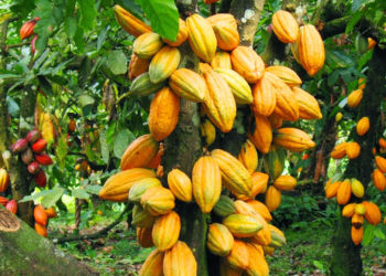 Federal Govt Raises Cocoa Production Target To 500,000 Tonnes By 2024