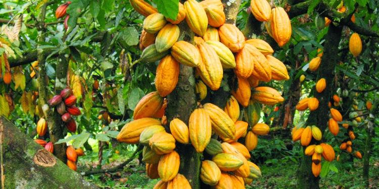 cocoa estate