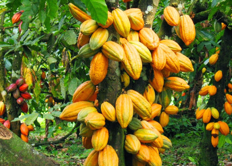 Abia Targets Cocoa Value Chain