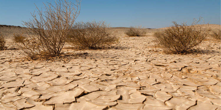 Combating Desertification And Drought