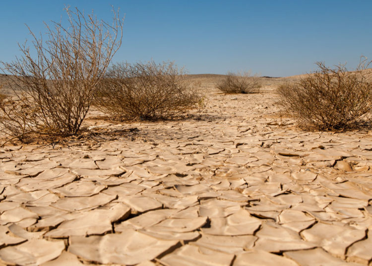 Combating Desertification And Drought