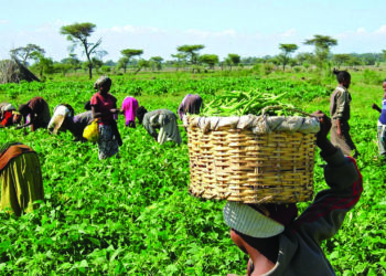 Benue, Nasarawa Farmers