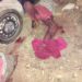 ISWAP Abducts 3 Humanitarian Workers, Kills 3 Civilian JTF Members
