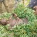 Tension As Gunmen Kill Bayelsa Traditional Ruler, CDC Chairman
