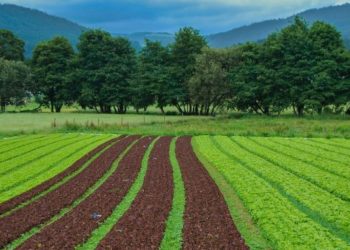 Firm Invests N24bn In Integrated Farm In Edo