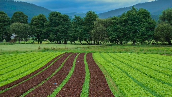 Agritech Firm Expands Access To Quality Farm Inputs 1 Integrated Farm