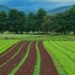 Firm Invests N24bn In Integrated Farm In Edo