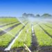Boosting Year-round Crop Production Through Drip Irrigation Technology 5 Boosting Year-round Crop Production Through Drip Irrigation Technology