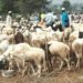 Sallah: FCTA Warns Against Indiscriminate Sale Of Rams In FCT 3 FCTA