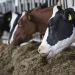 Milk Import Statistics