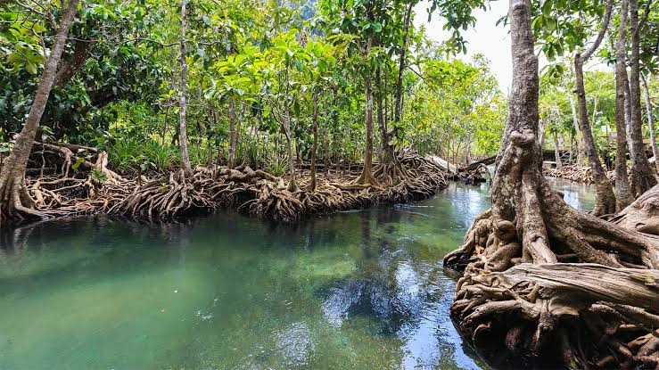 ecosystem environment climate