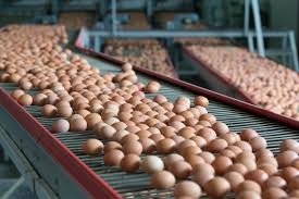 World Egg Day: ‘Insecurity, Poor Funding Hampering Egg Production’ 1 eggs