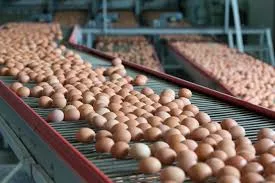 Investor’s Guide:: Making Fortunes From Egg Supply, Distribution
