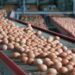 Investor’s Guide:: Making Fortunes From Egg Supply, Distribution