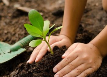 World Environment Day: Groups Plant Trees In Abuja School