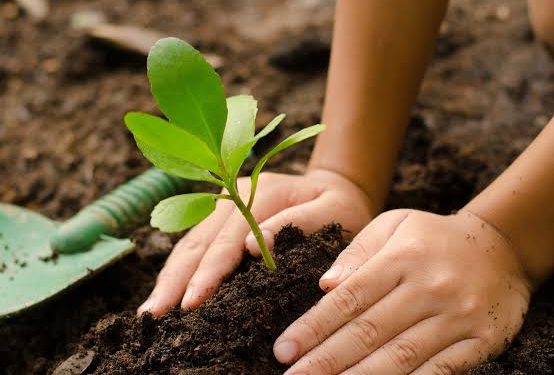 Cultivating A Sustainable Future