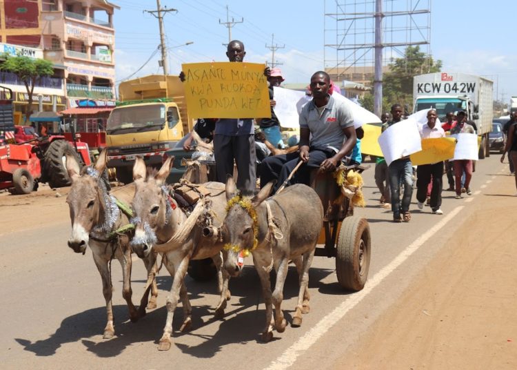 Donkeys