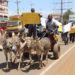 Donkeys