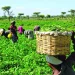 Rice, Cassava Farmers Get Wet Season Inputs Support 5 Farmers