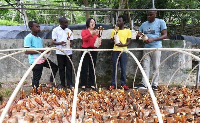 Food Security: AUDA-NEPAD To Domesticate Juncao Technology 1 Juncao Technology