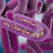 Marburg Virus: How Prepared Are We?