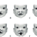 What You Should Know About Orofacial Cleft