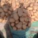 Plateau Farmers Lament Destruction Of Potatoes By Blight 5 Plateau