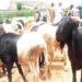Sallah: Ram Sellers, Others Lament Poor Patronage, Price Hike