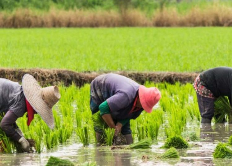 Kwara Rice Farmers Lament Delay