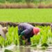 We Paid Bandits N400m ‘Taxes’ In 2 Years – Birnin-Gwari Farmers