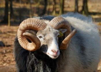 Barka Da Sallah To Muslim Faithful