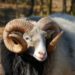 Barka Da Sallah To Muslim Faithful