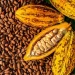 Cocoa