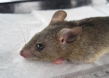 Lassa Fever: Fatality Rate Rises To 19.1%    