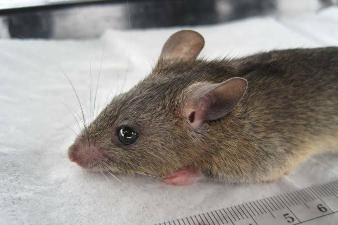 13 Die As 37 Test Positive Of Lassa Fever In Benue 1 lassa