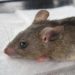 Lassa Fever: Fatality Rate Rises To 19.1%    