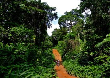 Expert Launches Campaign To Protect Niger Delta Forest, Wildlife