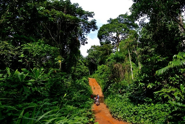 Varsity Don Canvasses Sustainable Forest Management 1 niger delta rain forest