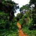 Expert Launches Campaign To Protect Niger Delta Forest, Wildlife
