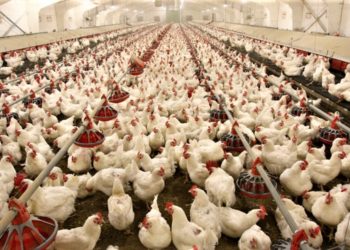 Poultry