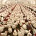 Poultry