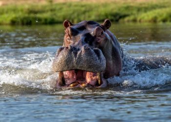 Check Hippo Attack On Fishermen, Assembly Tells Adamawa Govt