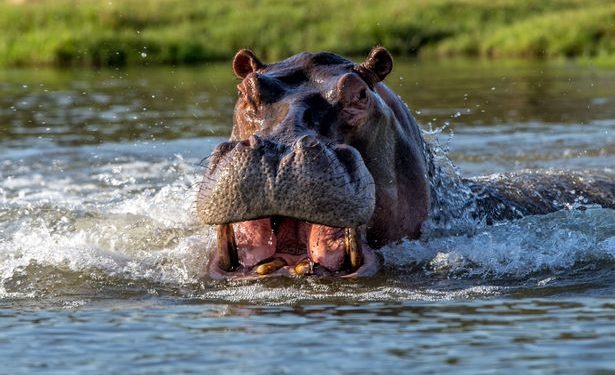 Check Hippo Attack On Fishermen