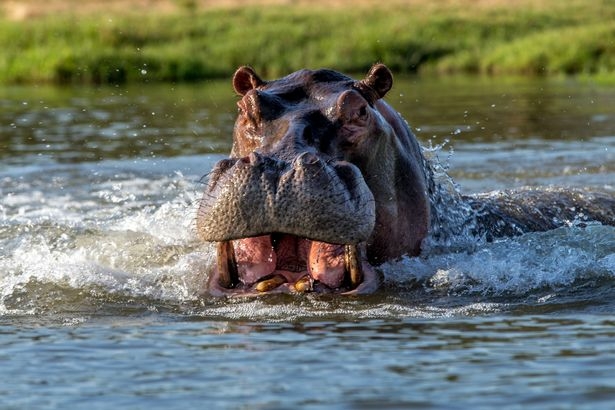 Check Hippo Attack On Fishermen, Assembly Tells Adamawa Govt 1 Check Hippo Attack On Fishermen1