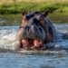 Check Hippo Attack On Fishermen, Assembly Tells Adamawa Govt
